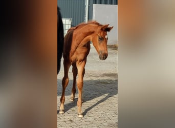 Hanoverian, Stallion, , 16,2 hh, Chestnut