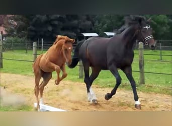 Hanoverian, Stallion, , 16,2 hh, Chestnut