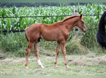 Hanoverian, Stallion, , 16,2 hh, Chestnut