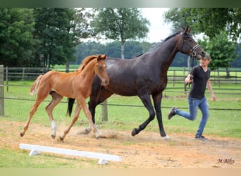 Hanoverian, Stallion, , 16,2 hh, Chestnut