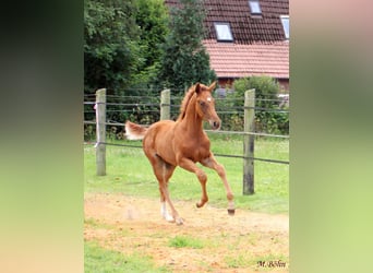 Hanoverian, Stallion, , 16,2 hh, Chestnut