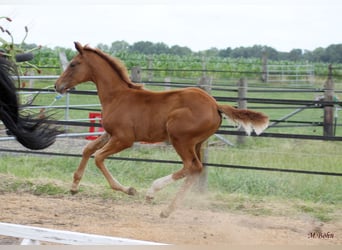 Hanoverian, Stallion, , 16,2 hh, Chestnut
