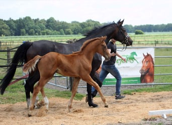 Hanoverian, Stallion, , 16,2 hh, Chestnut