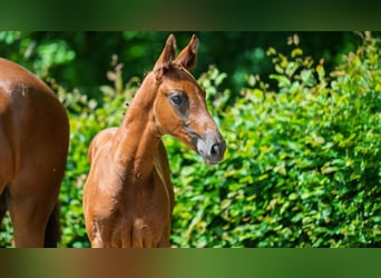 Hanoverian, Stallion, Foal (04/2025), 16,2 hh, Chestnut