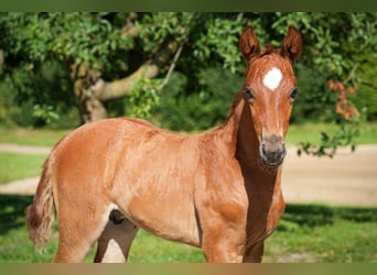 Hanoverian, Stallion, , 16,2 hh, Chestnut-Red