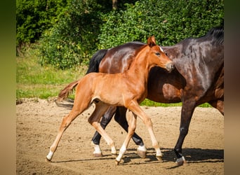 Hanoverian, Stallion, , 16,2 hh, Chestnut-Red