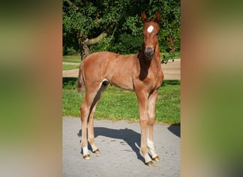 Hanoverian, Stallion, , 16,2 hh, Chestnut-Red