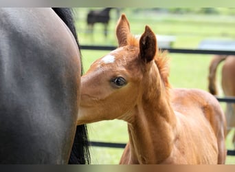 Hanoverian, Stallion, , 16,2 hh, Chestnut-Red