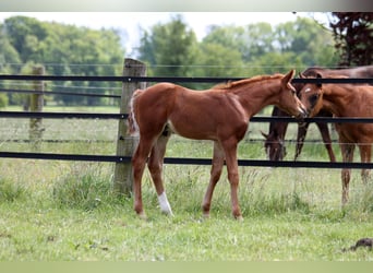 Hanoverian, Stallion, , 16,2 hh, Chestnut-Red
