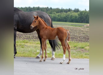 Hanoverian, Stallion, , 16,2 hh, Chestnut-Red