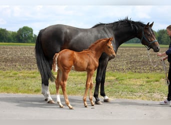 Hanoverian, Stallion, , 16,2 hh, Chestnut-Red