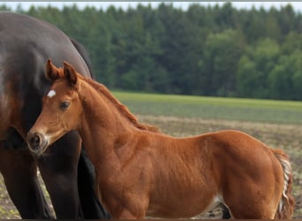 Hanoverian, Stallion, , 16,2 hh, Chestnut-Red