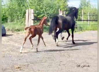 Hanoverian, Stallion, , 16,2 hh, Chestnut-Red