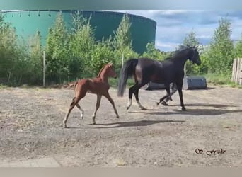 Hanoverian, Stallion, , 16,2 hh, Chestnut-Red