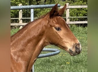 Hanoverian, Stallion, , 16,2 hh, Chestnut-Red