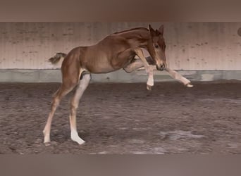 Hanoverian, Stallion, , 16,2 hh, Chestnut-Red