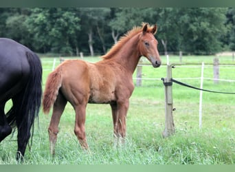 Hanoverian, Stallion, Foal (04/2025), 16,2 hh, Chestnut-Red