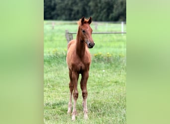 Hanoverian, Stallion, Foal (04/2025), 16,2 hh, Chestnut-Red