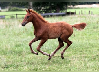 Hanoverian, Stallion, Foal (04/2025), 16,2 hh, Chestnut-Red