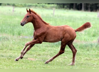 Hanoverian, Stallion, Foal (04/2025), 16,2 hh, Chestnut-Red