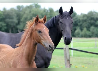 Hanoverian, Stallion, Foal (04/2025), 16,2 hh, Chestnut-Red