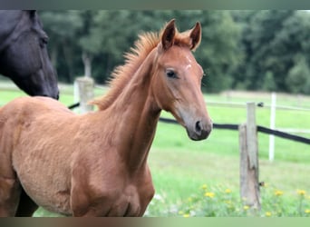 Hanoverian, Stallion, Foal (04/2025), 16,2 hh, Chestnut-Red