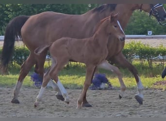 Hanoverian, Stallion, Foal (05/2025), 16,2 hh, Chestnut-Red