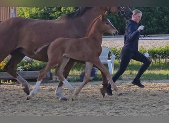 Hanoverian, Stallion, Foal (05/2025), 16,2 hh, Chestnut-Red