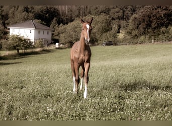 Hanoverian, Stallion, Foal (05/2025), 16,2 hh, Chestnut-Red