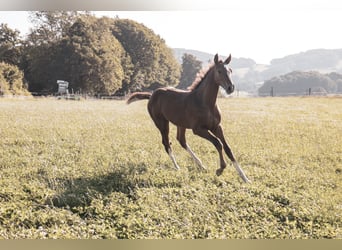 Hanoverian, Stallion, Foal (05/2025), 16,2 hh, Chestnut-Red