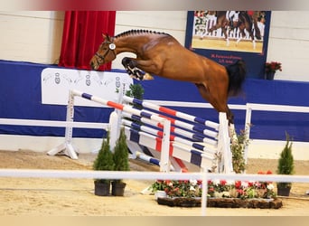 Hanoverian, Stallion, , 16,2 hh, Chestnut-Red