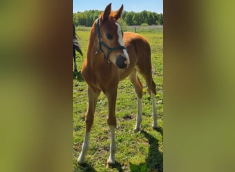 Hanoverian, Stallion, , 16,2 hh, Chestnut-Red