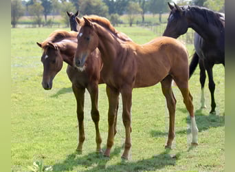 Hanoverian, Stallion, Foal (04/2025), 16,2 hh