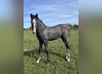 Hanoverian, Stallion, Foal (04/2025), 16,2 hh, Grey