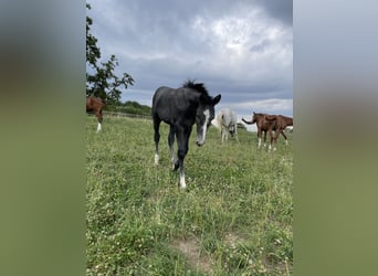 Hanoverian, Stallion, Foal (04/2025), 16,2 hh, Grey