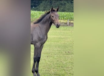 Hanoverian, Stallion, Foal (04/2025), 16,2 hh, Grey