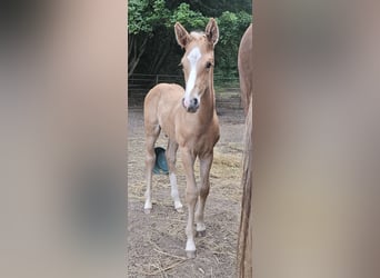 Hanoverian, Stallion, , 16,2 hh, Palomino