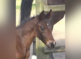Hanoverian, Stallion, , 16,3 hh, Bay-Dark
