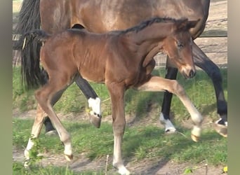 Hanoverian, Stallion, , 16,3 hh, Bay-Dark