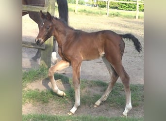 Hanoverian, Stallion, , 16,3 hh, Bay-Dark