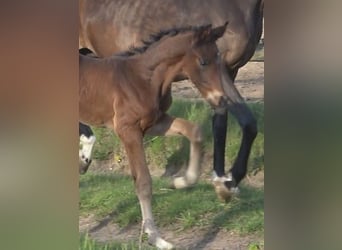 Hanoverian, Stallion, , 16,3 hh, Bay-Dark