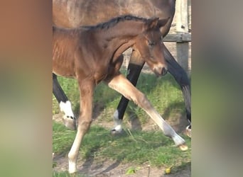Hanoverian, Stallion, , 16,3 hh, Bay-Dark