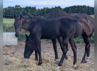 Hanoverian, Stallion, Foal (04/2025), 16,3 hh, Black