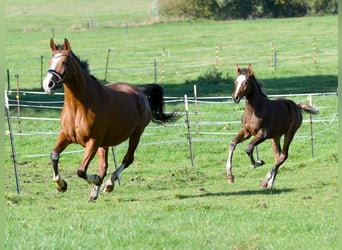 Hanoverian, Stallion, Foal (07/2025), 16,3 hh, Brown