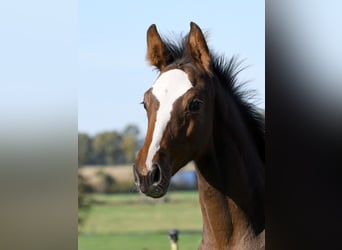 Hanoverian, Stallion, Foal (07/2025), 16,3 hh, Brown
