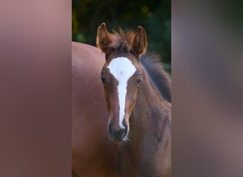 Hanoverian, Stallion, Foal (07/2025), 16,3 hh, Brown
