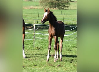 Hanoverian, Stallion, Foal (07/2025), 16,3 hh, Brown