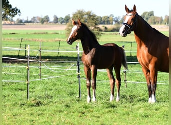 Hanoverian, Stallion, Foal (07/2025), 16,3 hh, Brown
