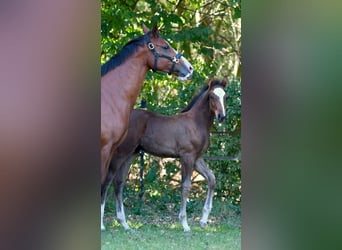 Hanoverian, Stallion, Foal (07/2025), 16,3 hh, Brown