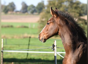 Hanoverian, Stallion, Foal (07/2025), 16,3 hh, Brown